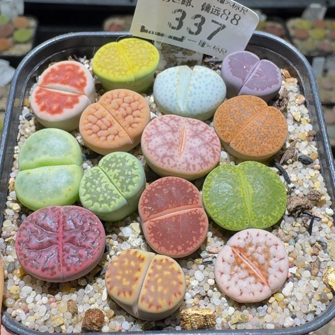 Sssss清货便宜卖了337