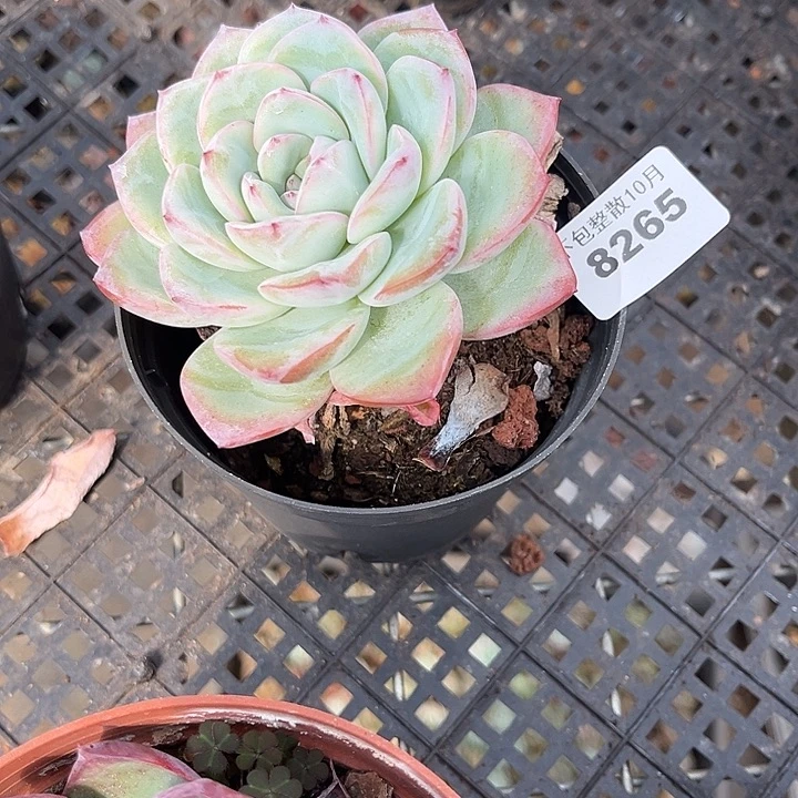 阿雅园艺。        8265泡芙