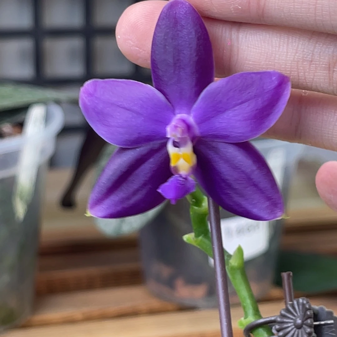 完全开放蓝彩虹-1398