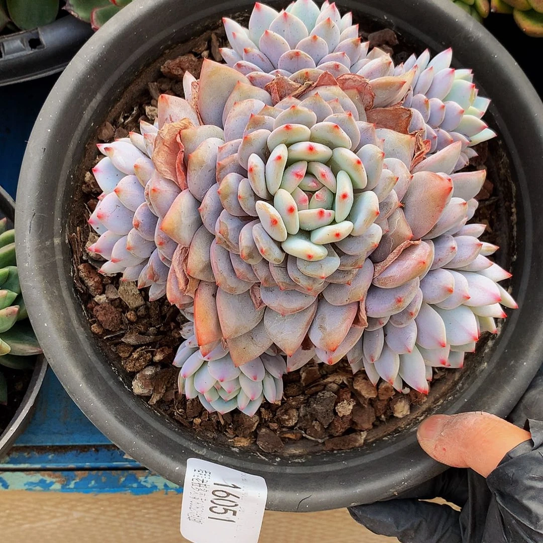 嘿***包橙梦露16051多肉多肉