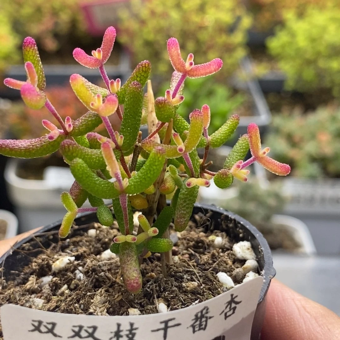 226糖球粉锦。