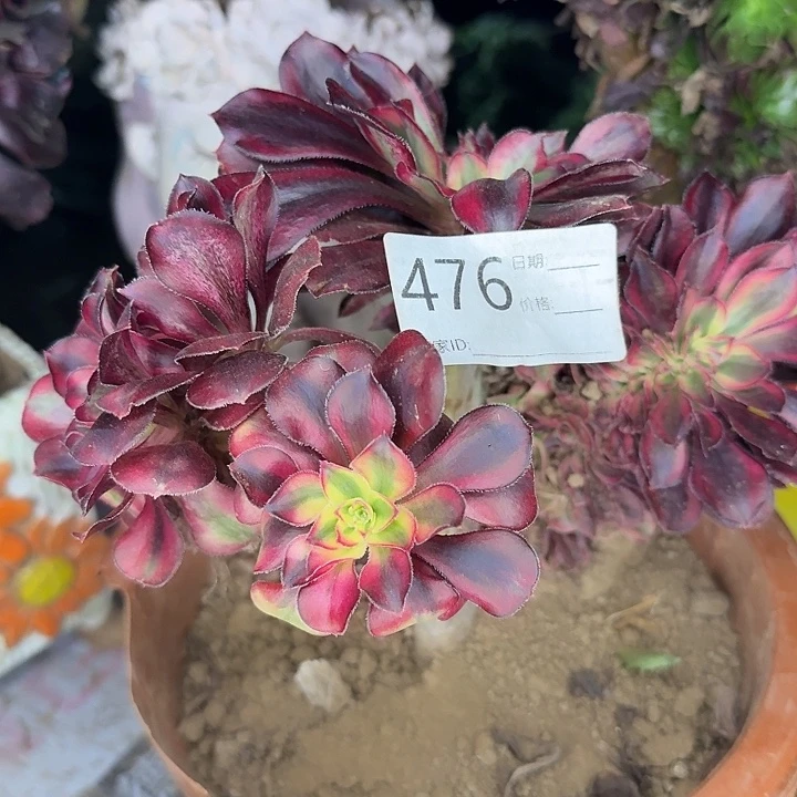 香奈儿老妖缀化476