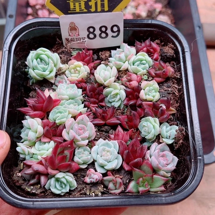 多肉植物多肉植物