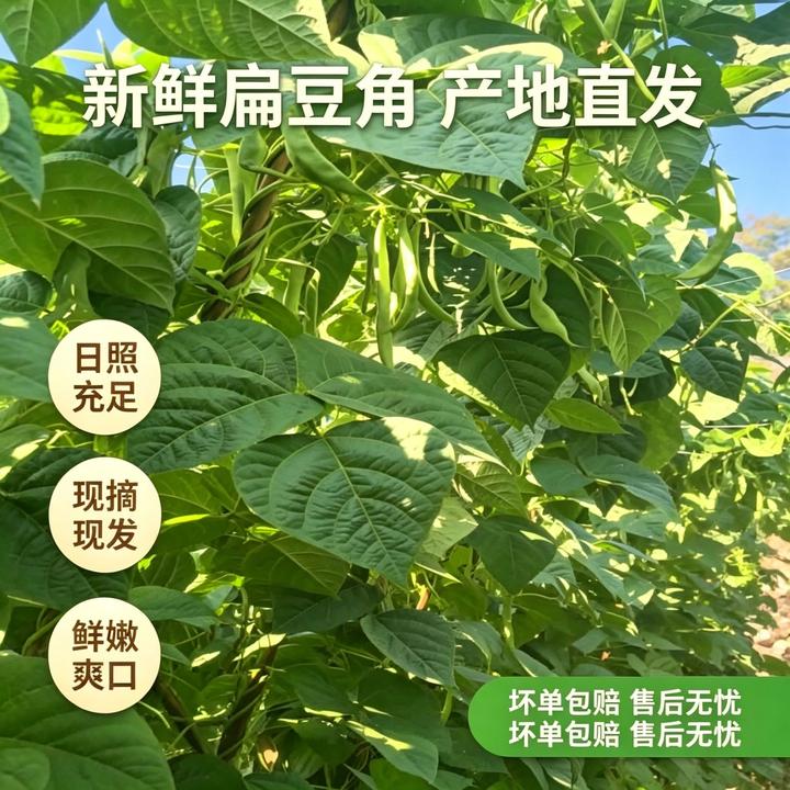 【坏了烂了包赔】云南现摘头露天种植茬新鲜扁豆露天