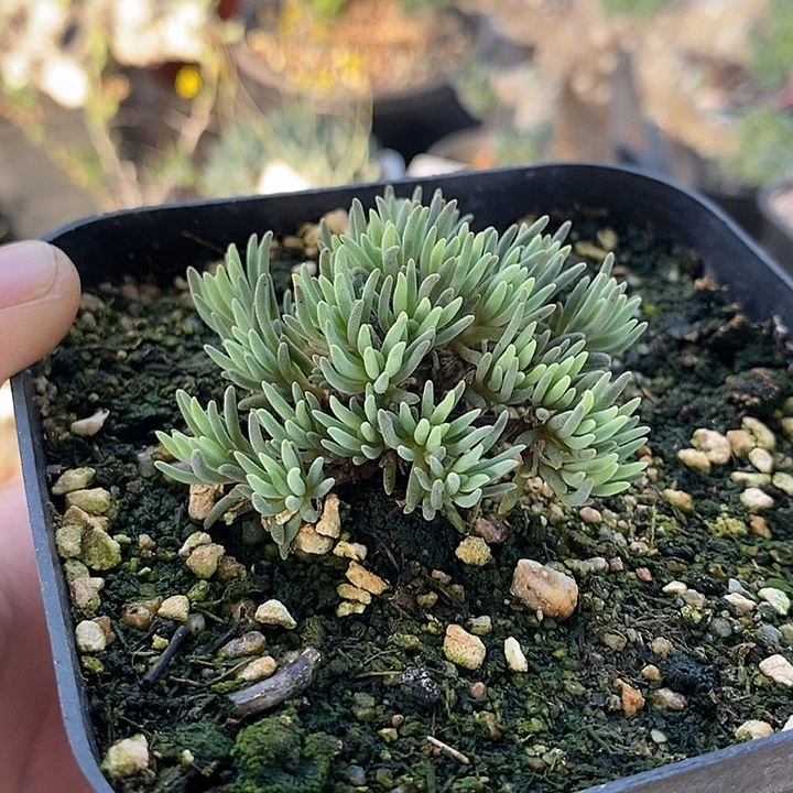 129晶珊瑚带盆一一一一