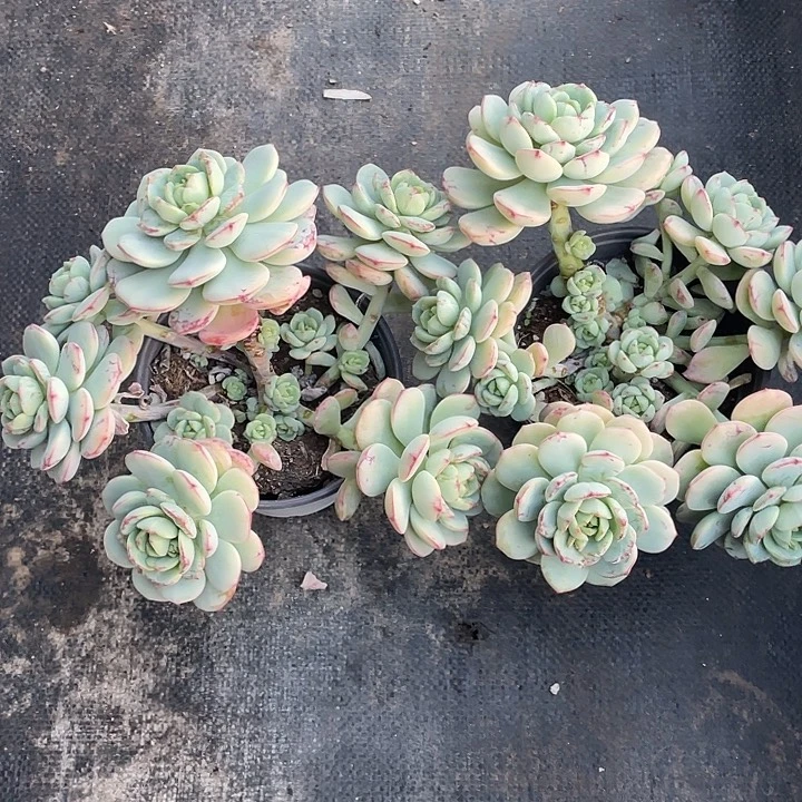 纯***们两盆香草比斯带盆发货
