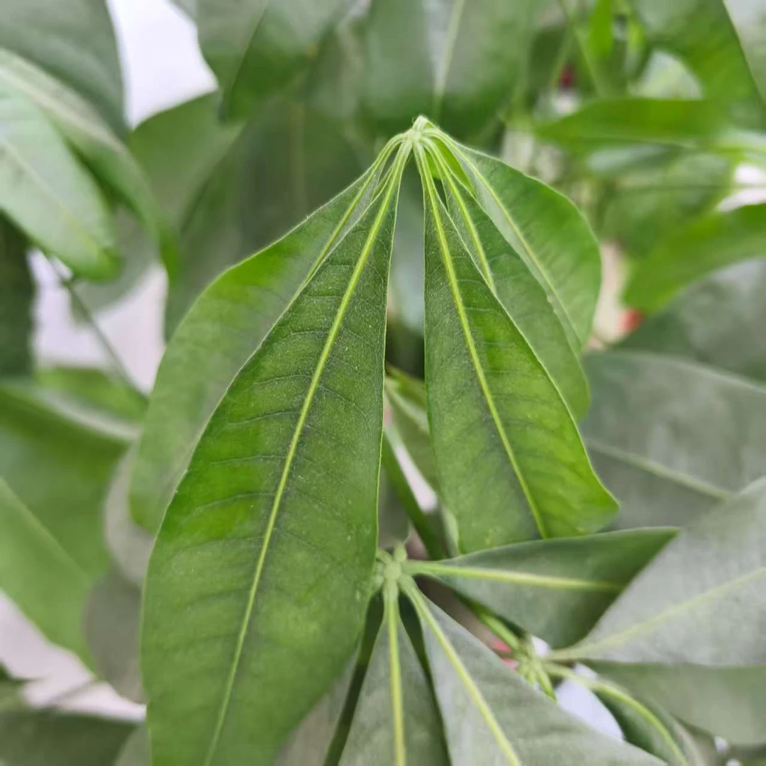 嘎嘎好的草【袁瑞泽推荐】