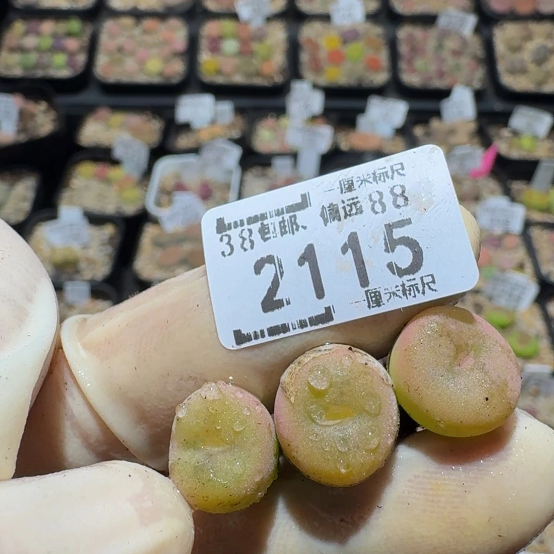 zzzz生石花肉锥2115