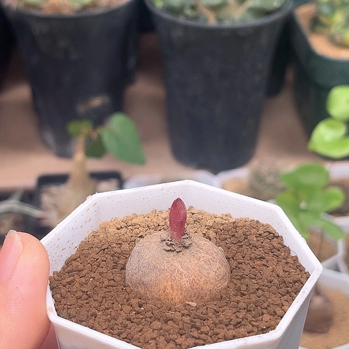 玫瑰大戟脱土一颗一颗