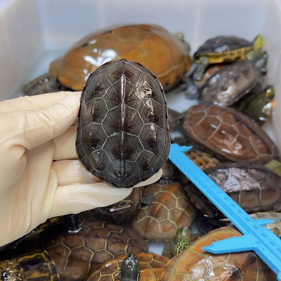 柑***油中华草龟公母搭配