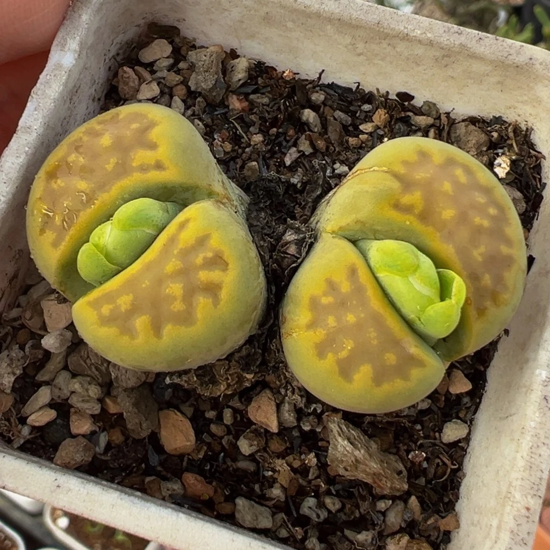 152多肉植物种类和