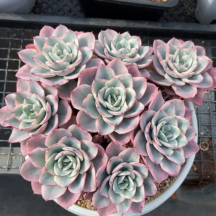 奶油黄桃锦捧花大群