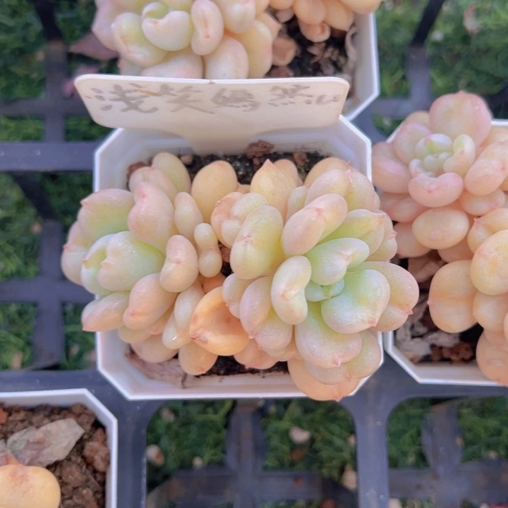 健健康康平平安安