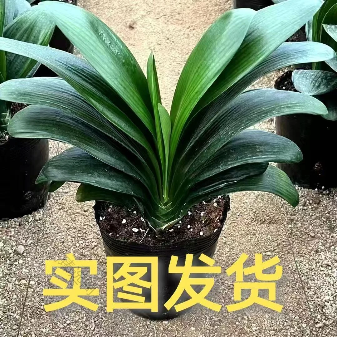 客厅室内好养吸甲醛君子兰盆栽绿植四季常青花卉