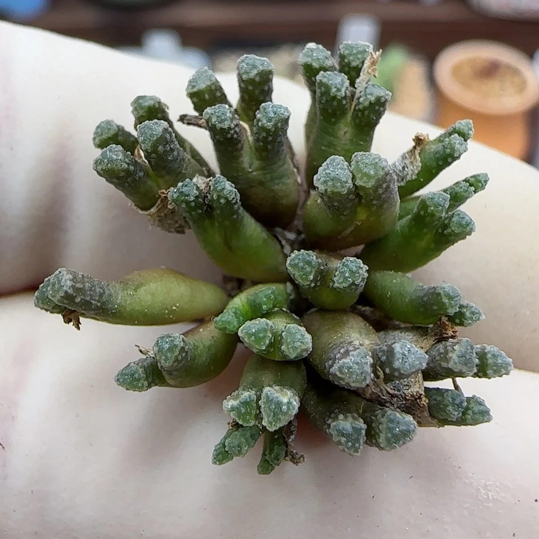 261火柴福利福利