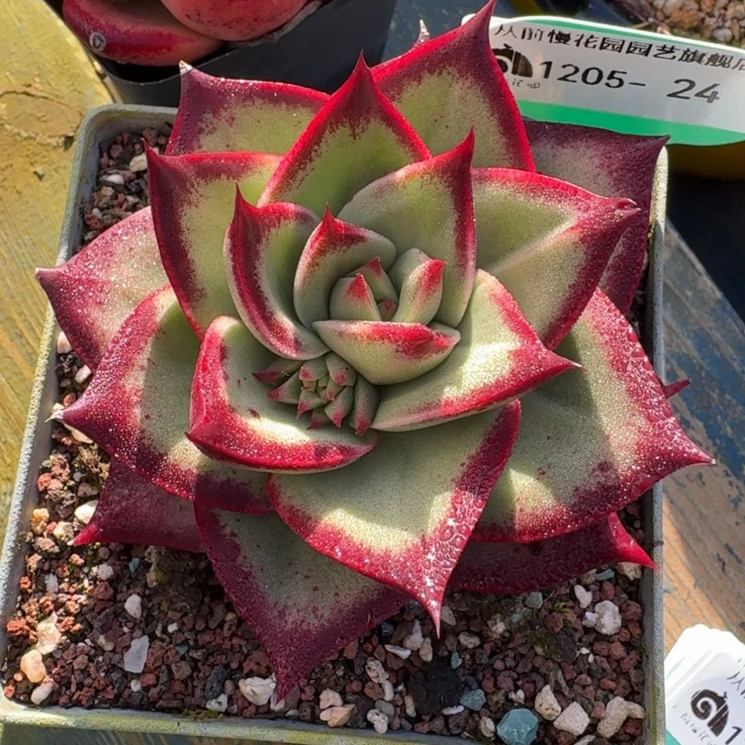 从前慢多肉精选编号1205.24