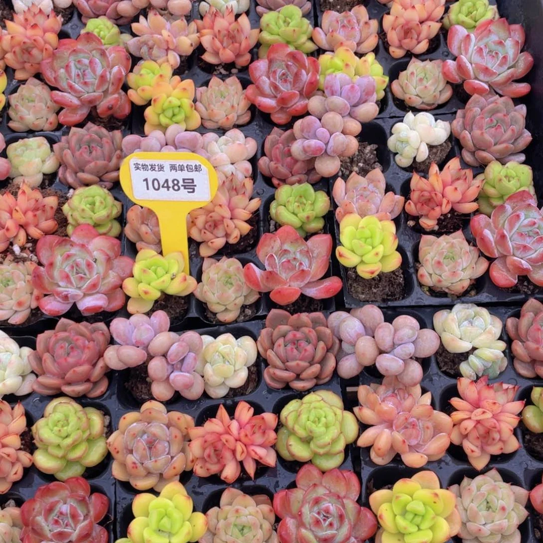 1048号 小高货全状态美肉组合九个