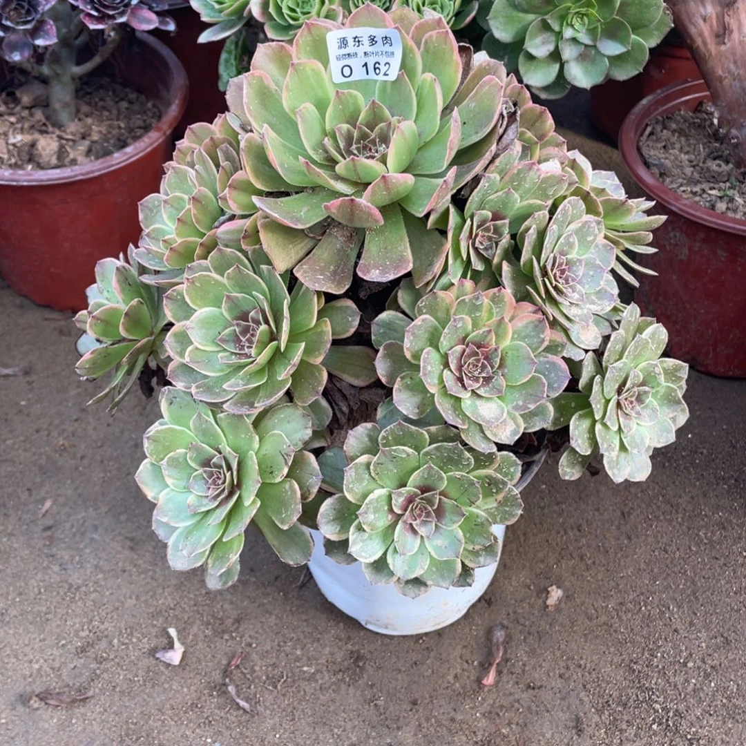 162半夏多肉法师断枝不包