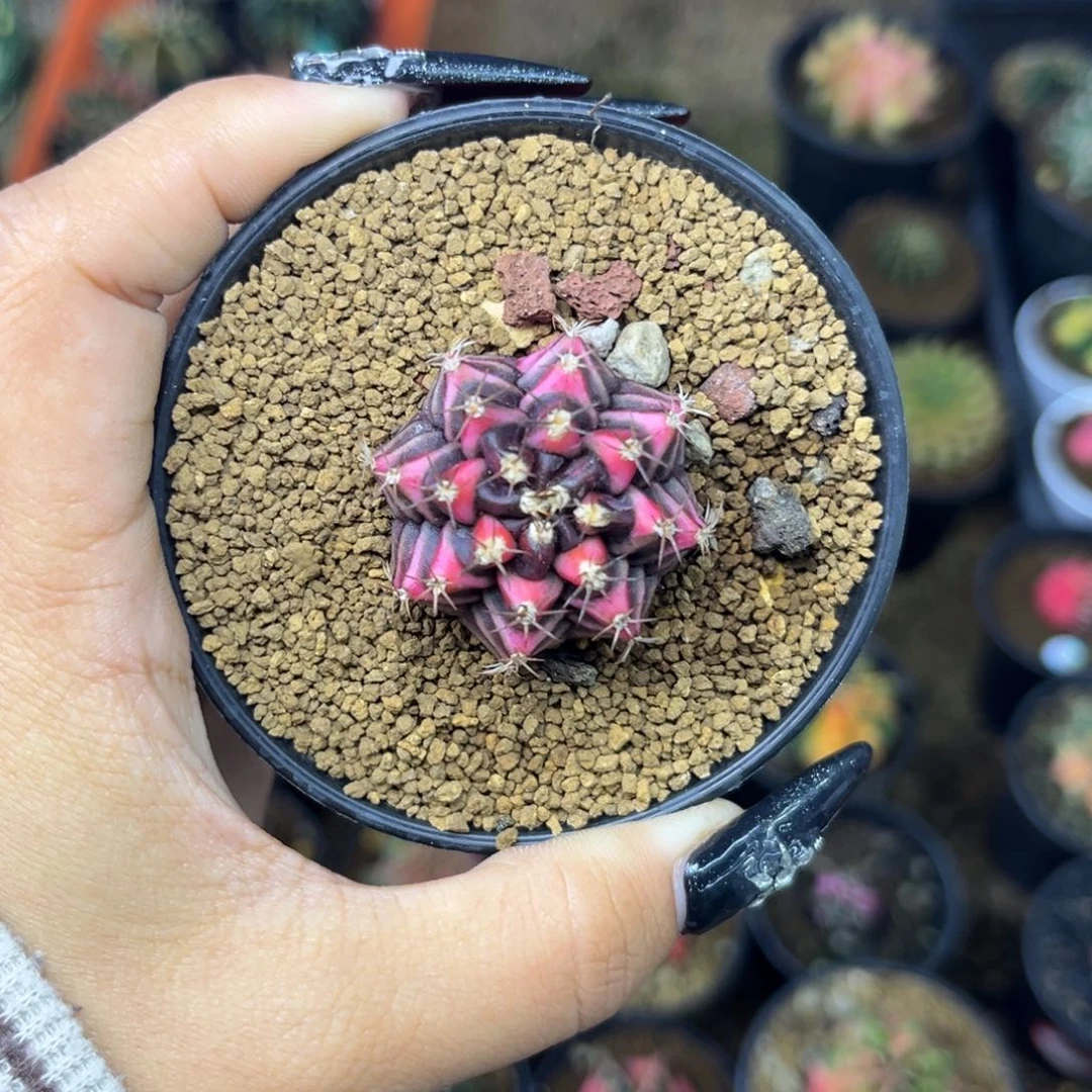 泰系黑粉米哈 带盆土发货