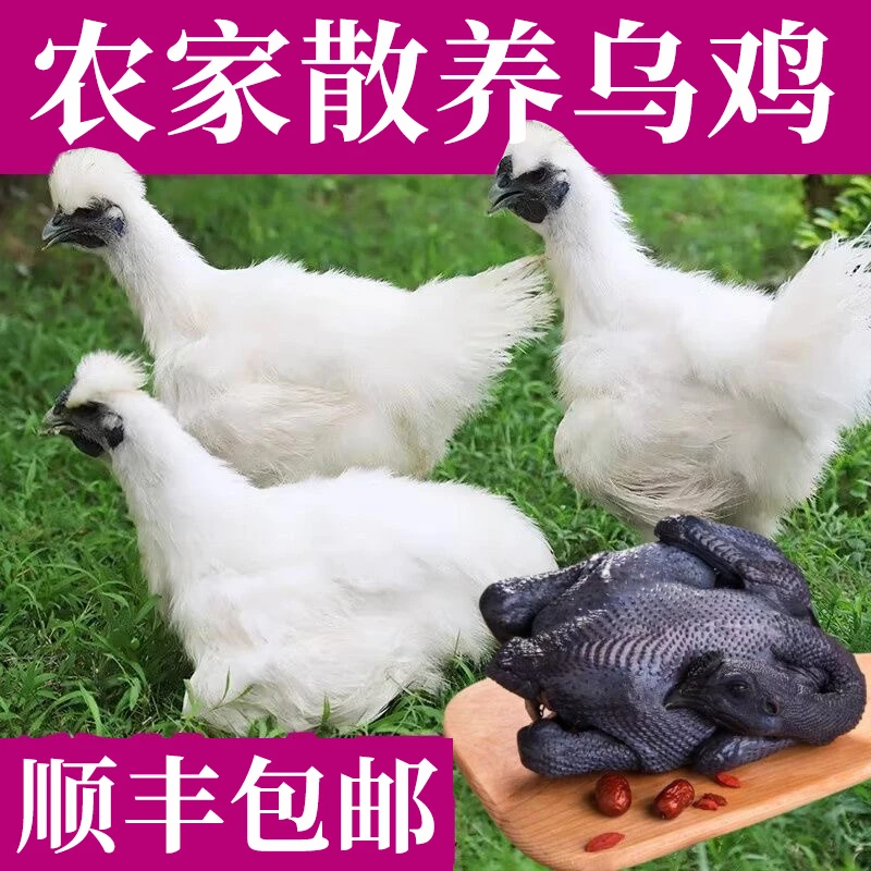 乌鸡1kg*2只活鸡现杀新鲜老母鸡五黑鸡公鸡月子滋补顺丰