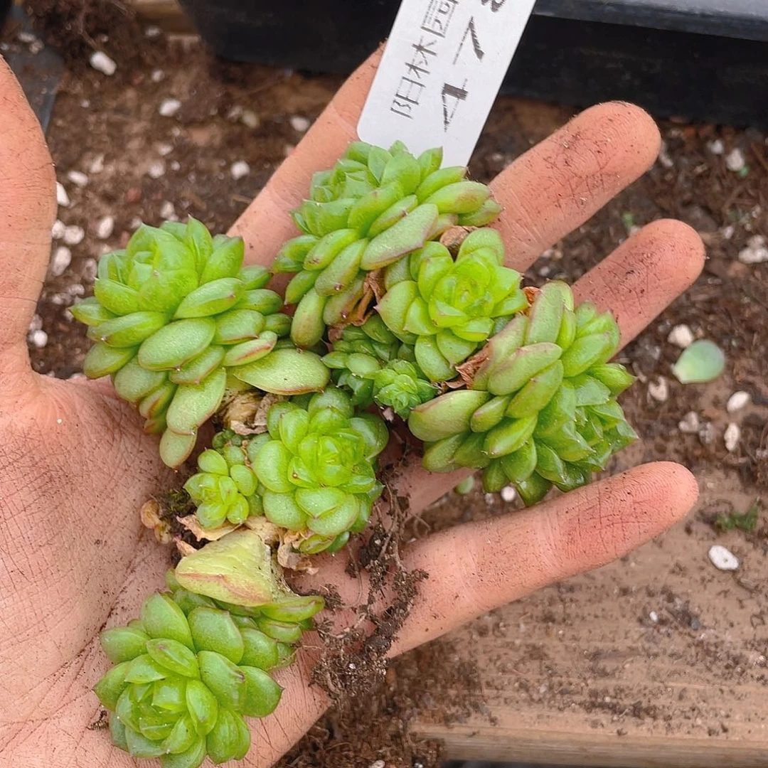 多肉植物多肉植物478