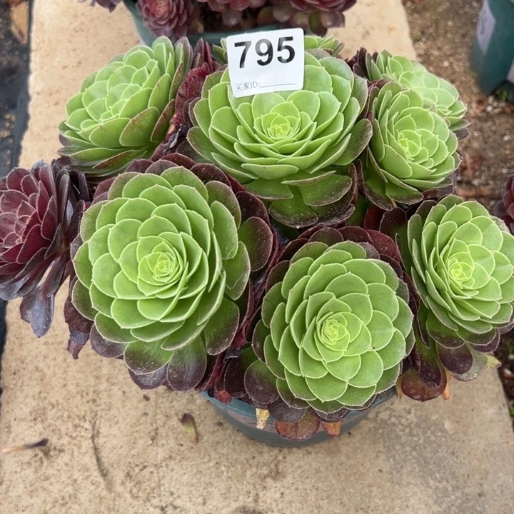 刘*华795万圣夜25厘米半木质