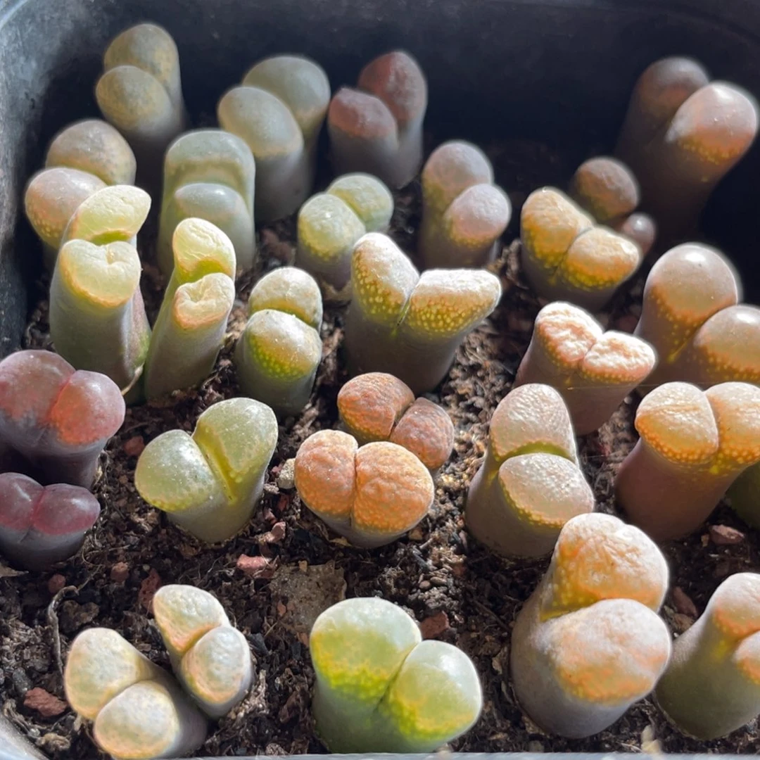 大盆特价一物一拍～34