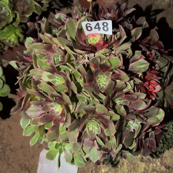 648万花筒多肉植物不售后