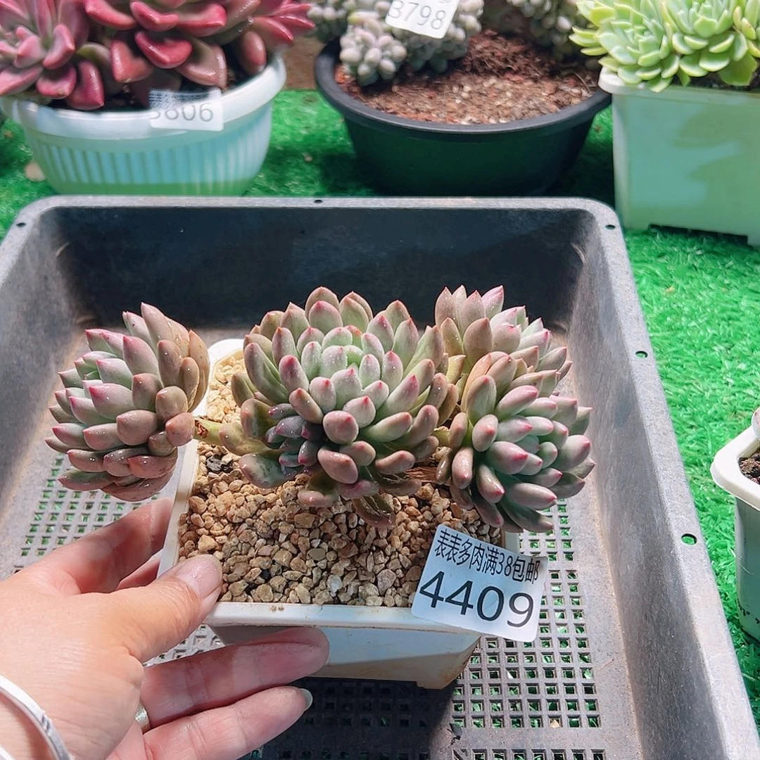 无花朵多肉一物一拍植物4409