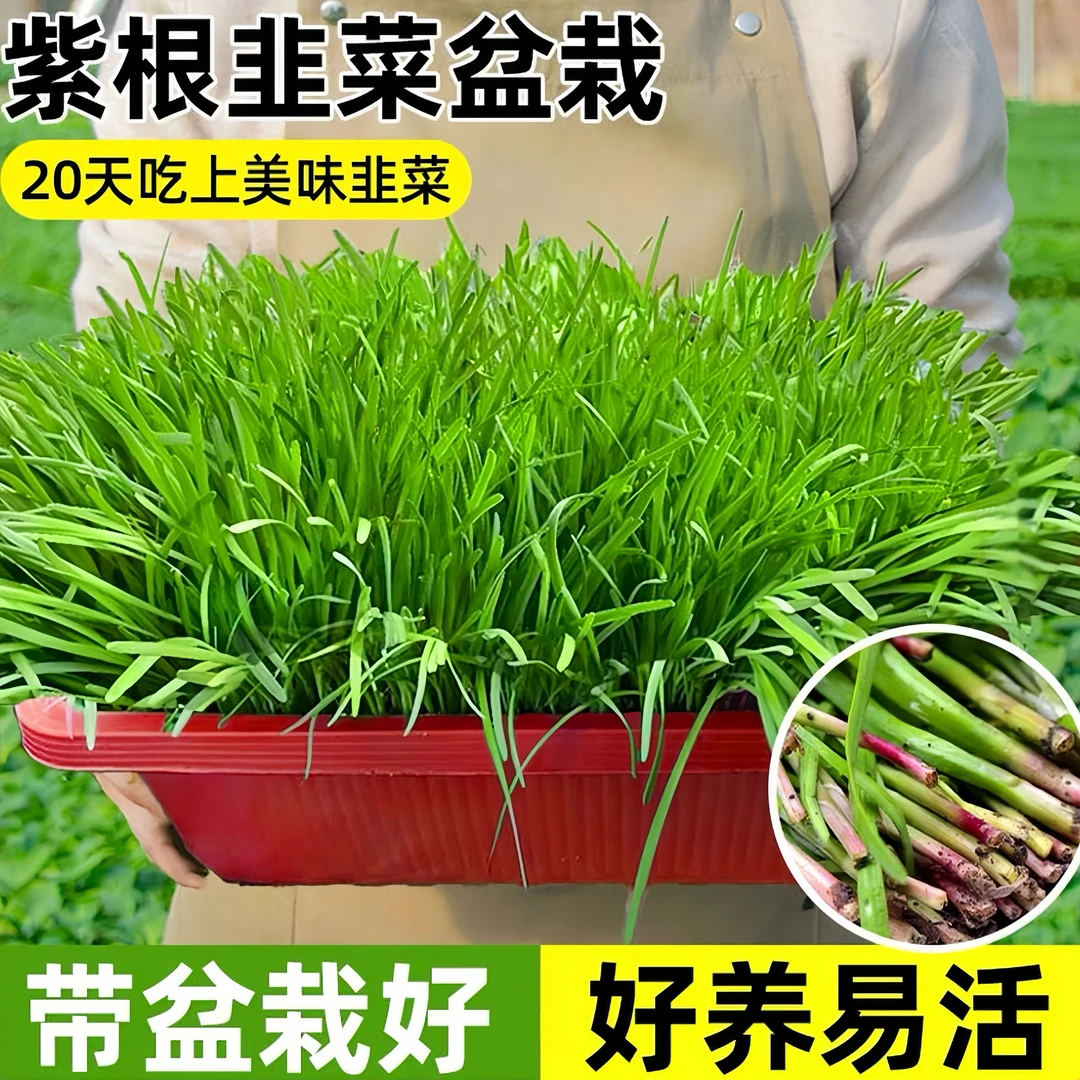 山东紫根韭菜盆景水培无土蔬菜带盆根苗室内四季阳台种植简单好活