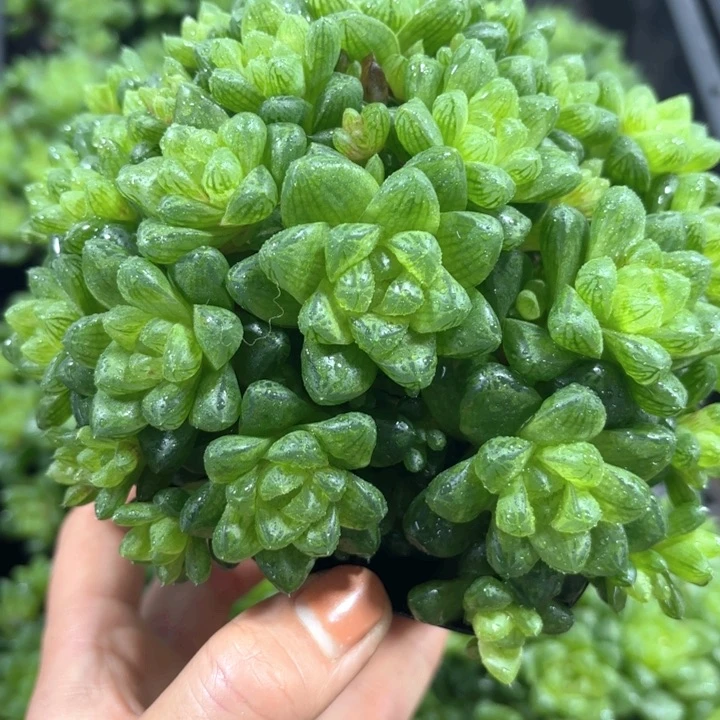 草水晶大群生多肉植物