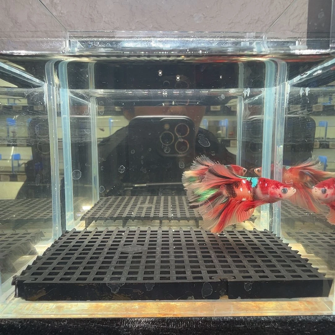 斗鱼阿浩泰斗4日60号