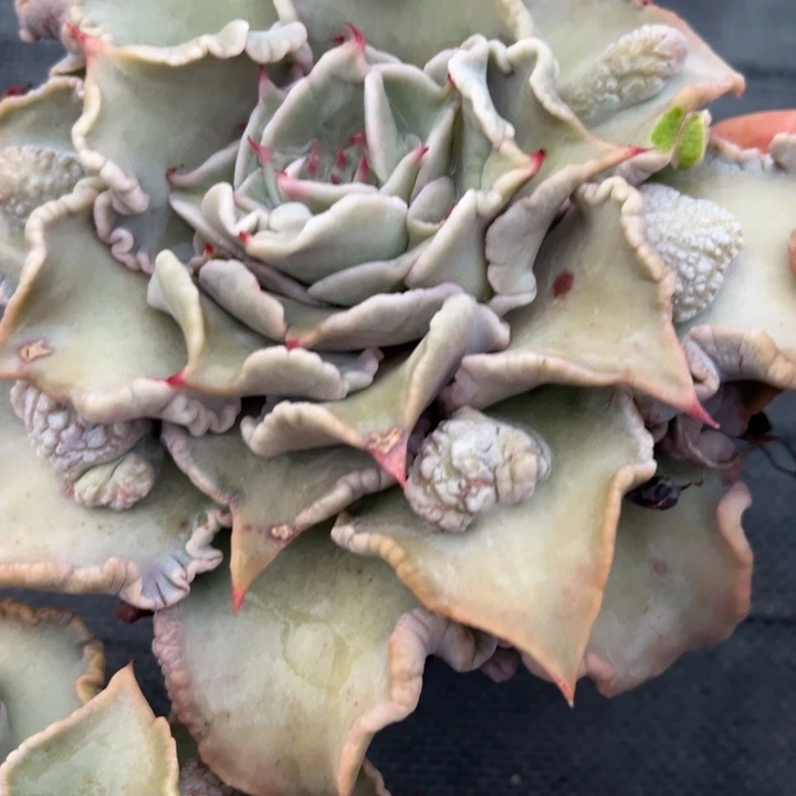 带瘤饺子皮多肉植物155