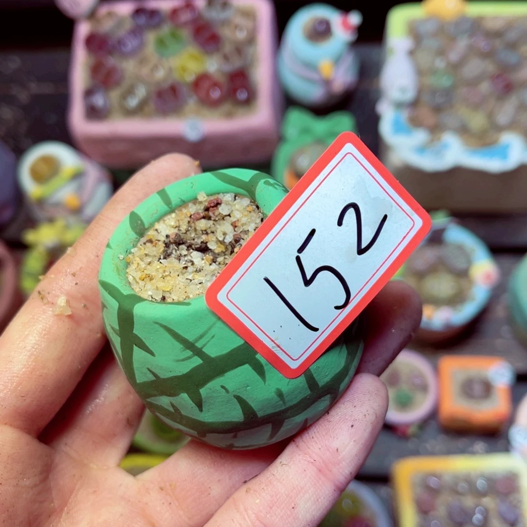 墨***茉152生石花带盆发1