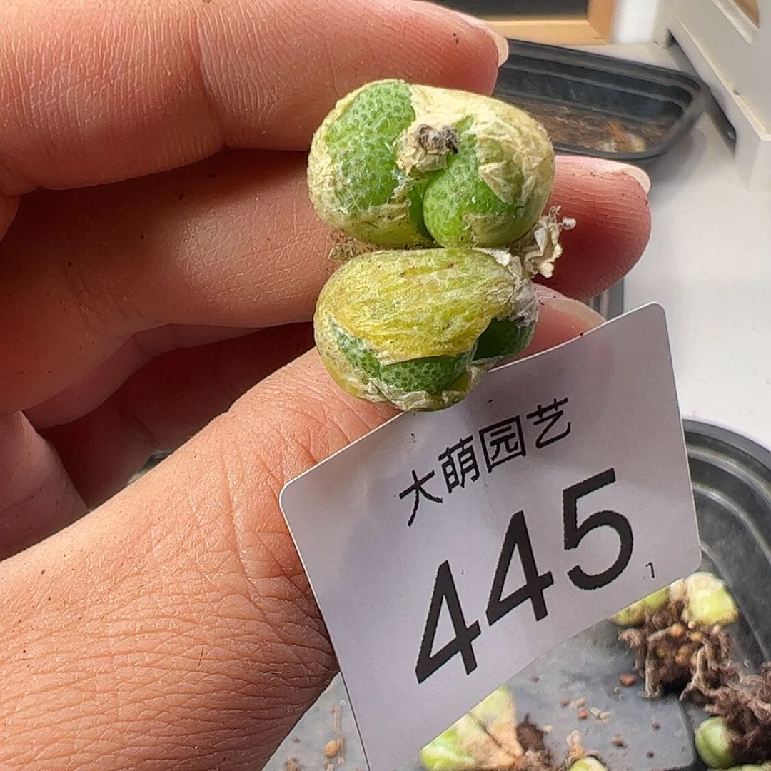 0000445 一物一拍……