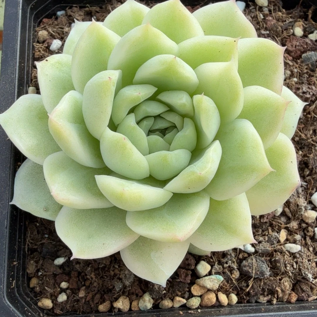 麦秆锦，锦上园艺一物一拍