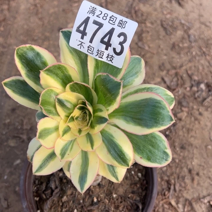 燕姿锦多肉植物法师4743