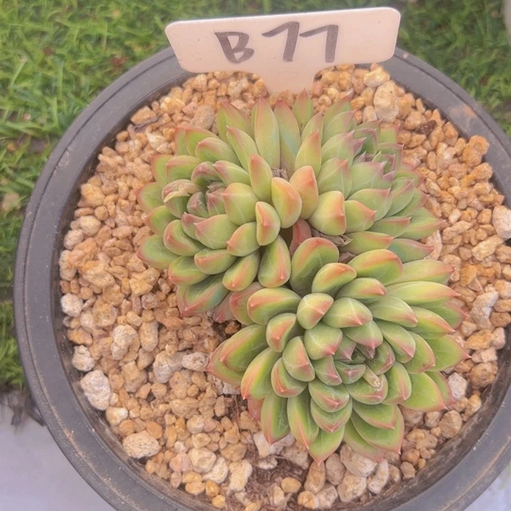 健健康康平平安安