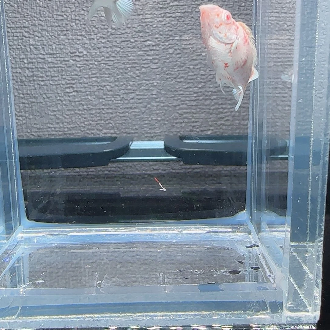 黑玛丽鱼樱花粉钻眼