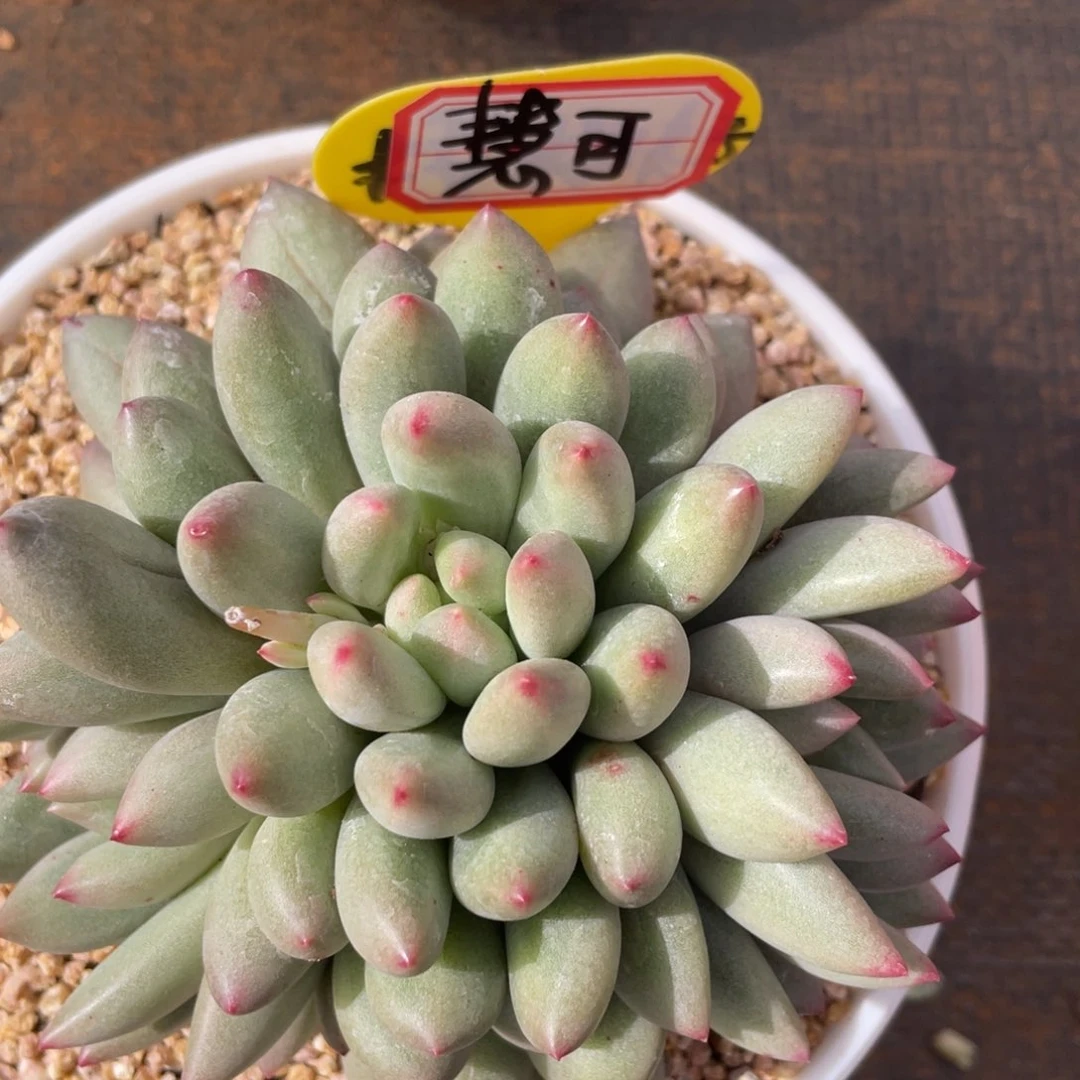 慧*儿姐姐说要不就是个