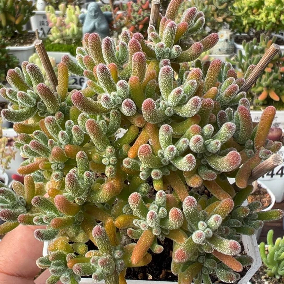 23-447枝干番杏多肉奶油冰红色选拔七方盆一物一拍