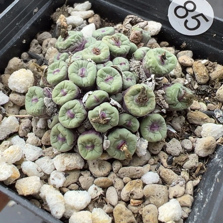 郭****85好这颗多肉有点好看