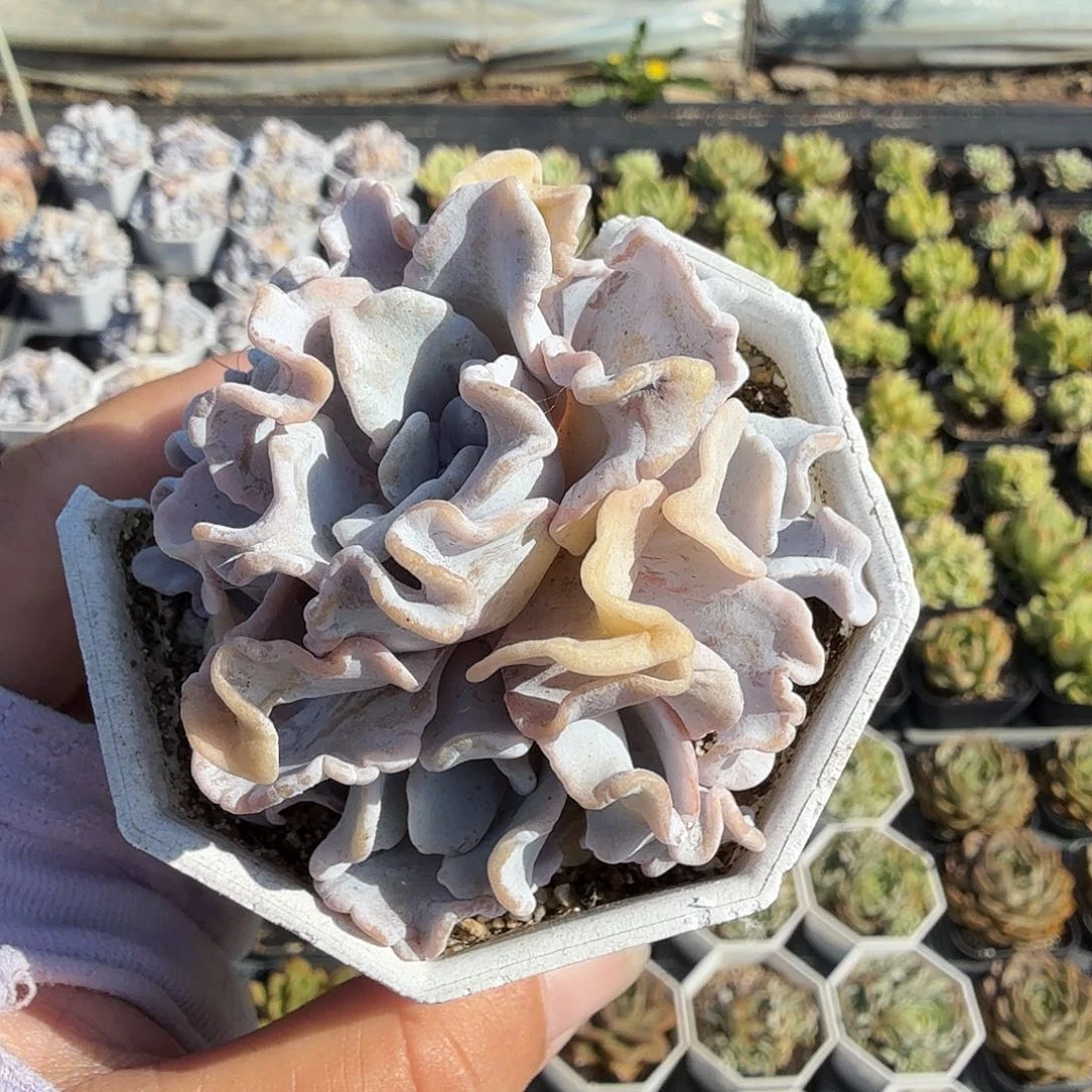 536四头无砍芭蕾舞者满20包邮