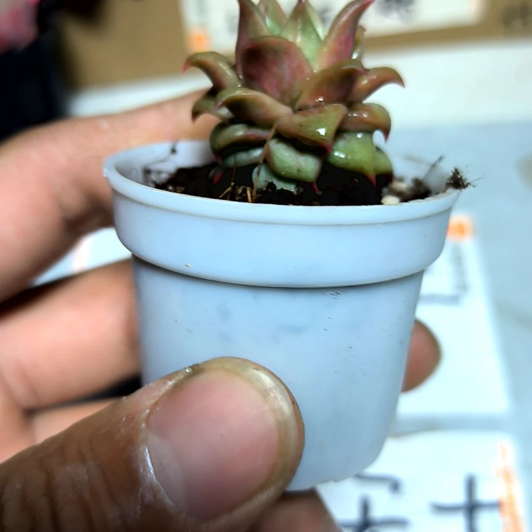 满6元包邮，饺子皮杂交，新品