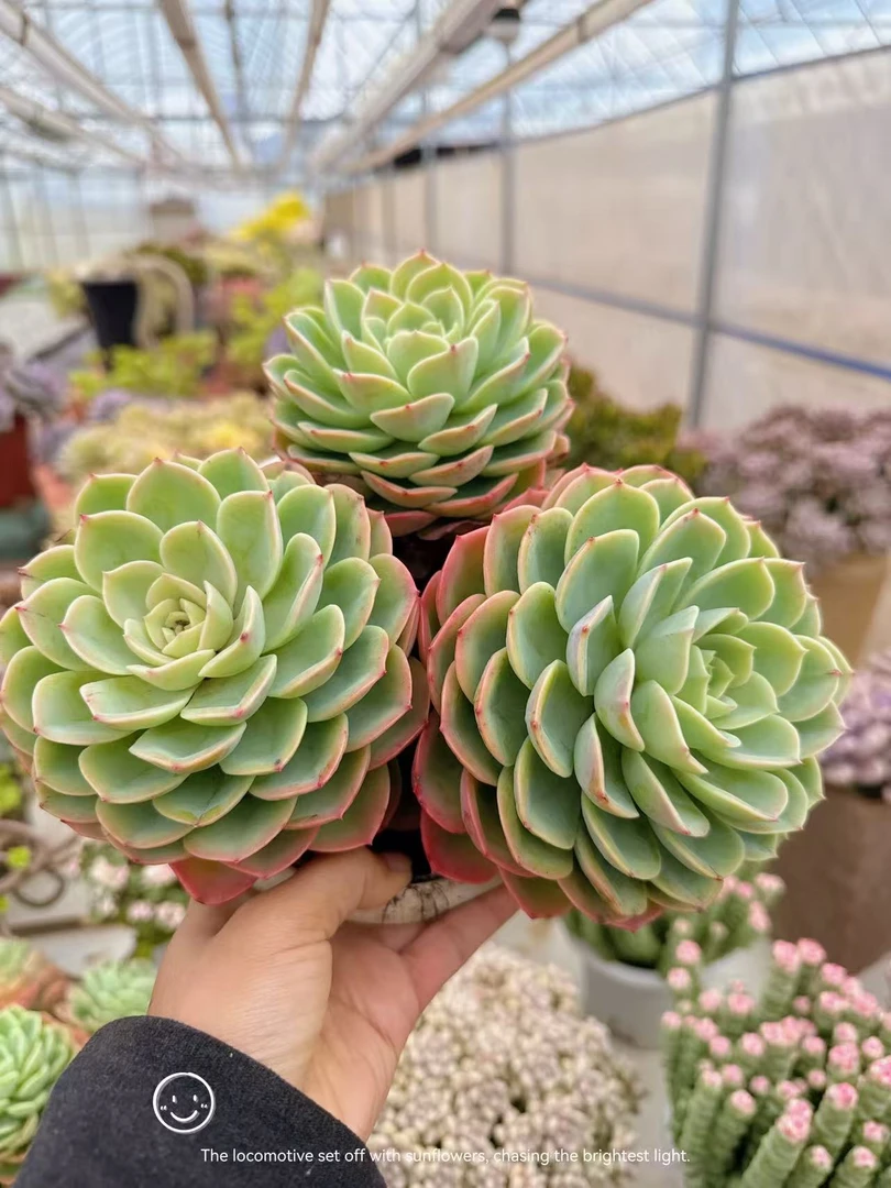 【哈密瓜】带盆发货云南维维多肉盆栽新手好养