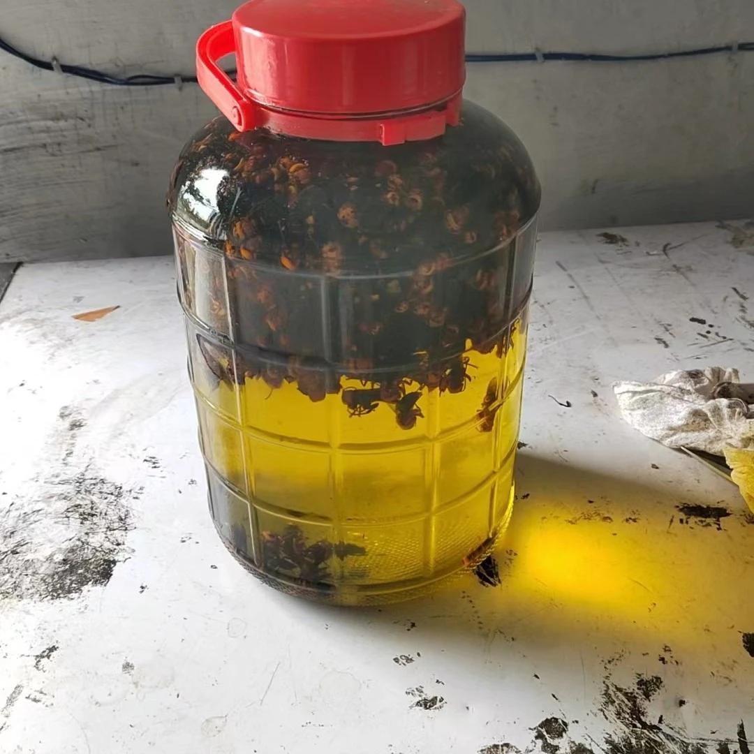 顺丰包邮野生虎头蜂用活泡,顺丰包邮,鸟