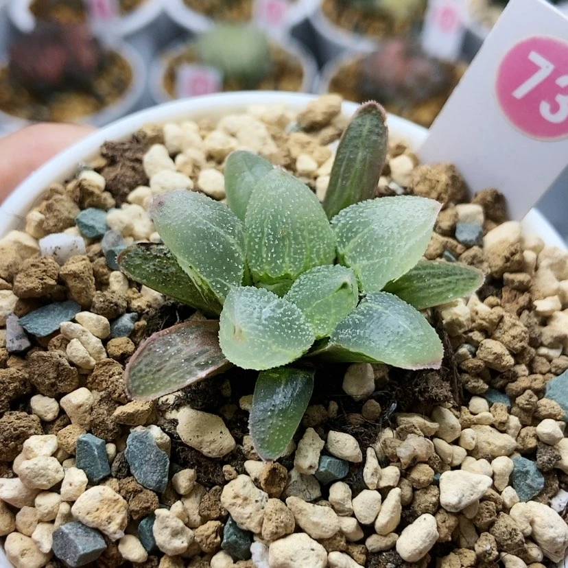 【闪购商品】蓝光背窗73