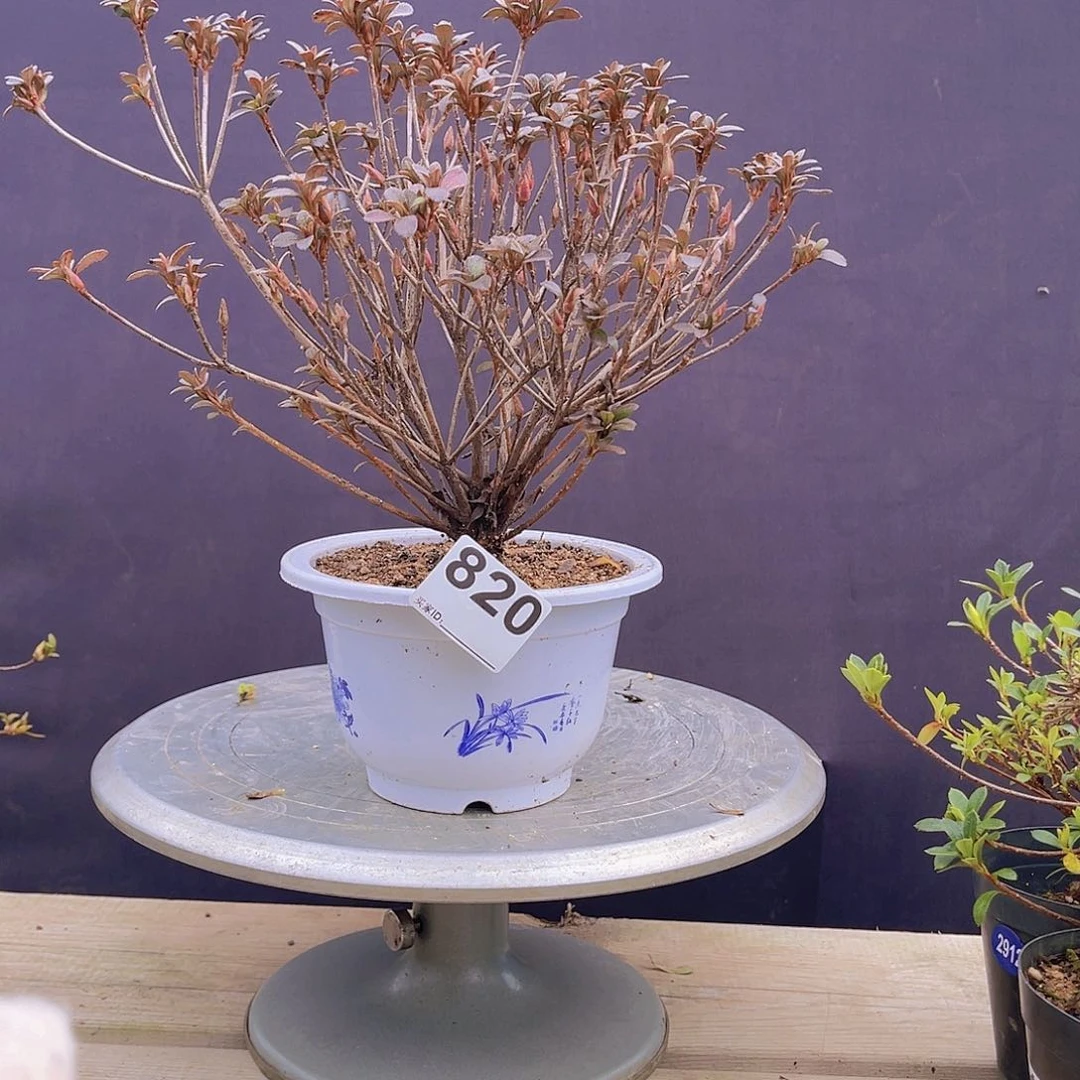 红陶直播时间一定一定