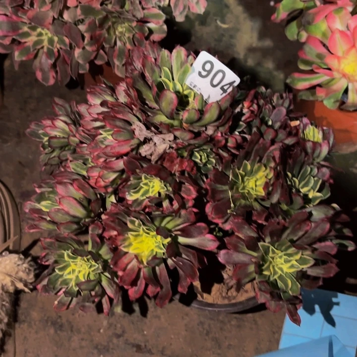 904霁月多肉植物不售后