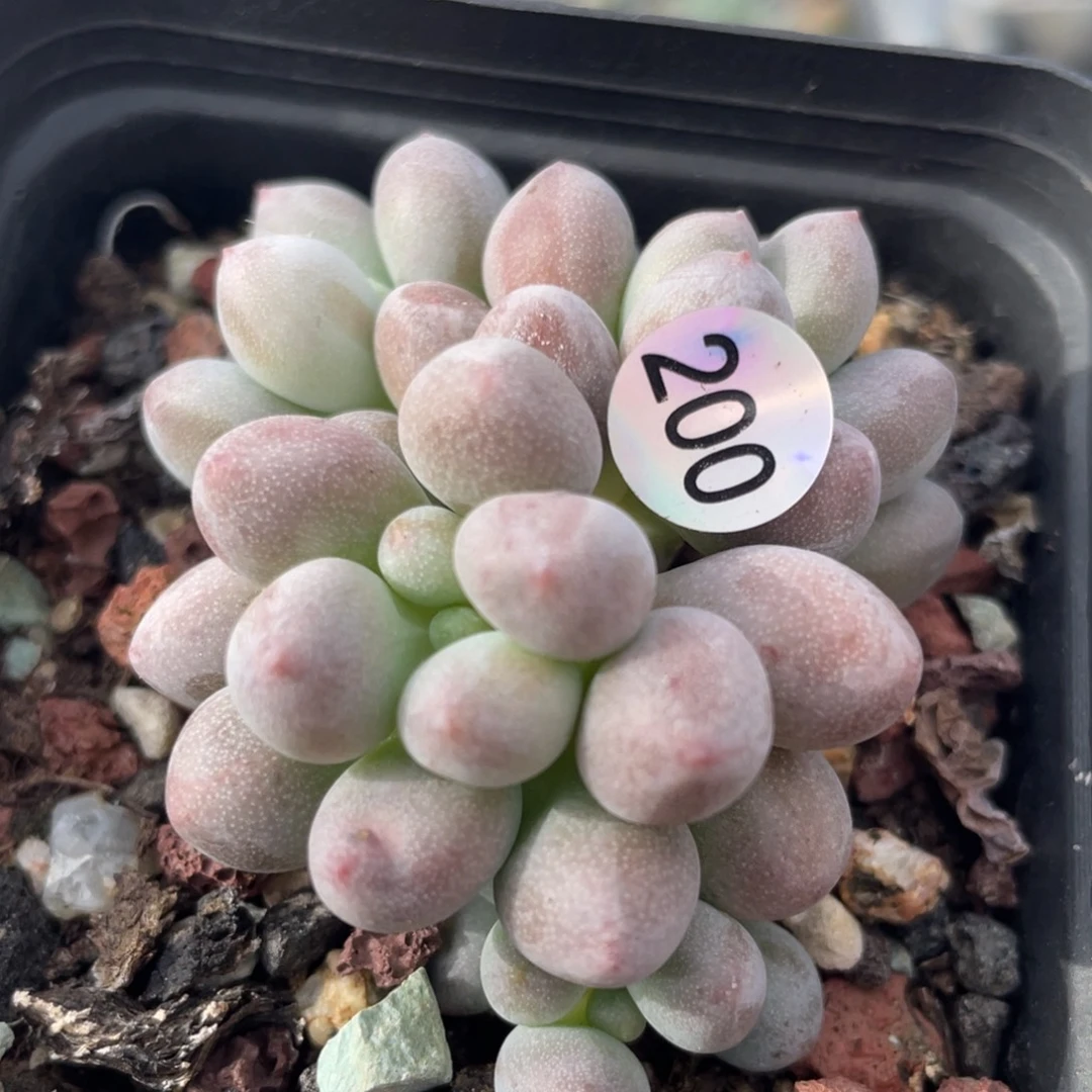 仙子奶酪多肉植物